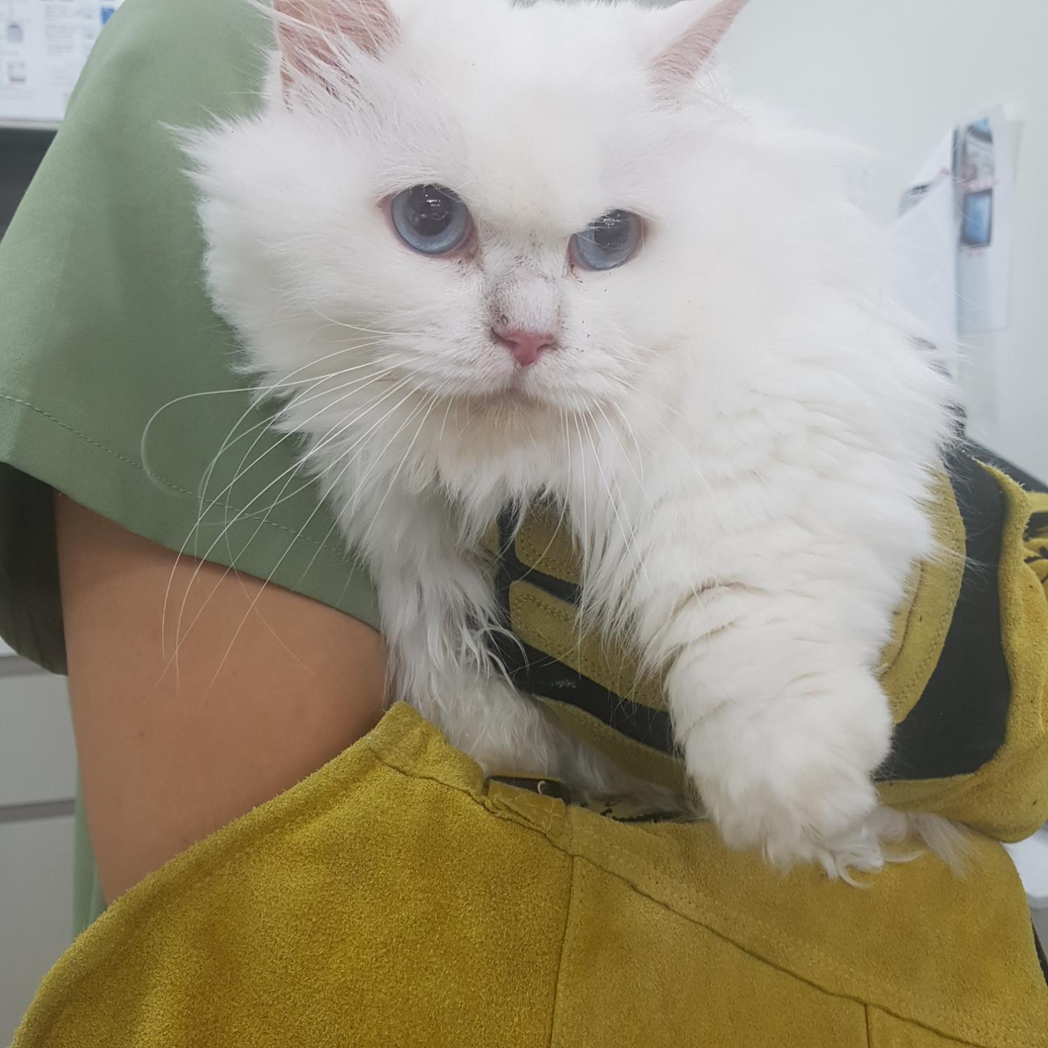 터키시 앙고라 이미지 파일 입니다.